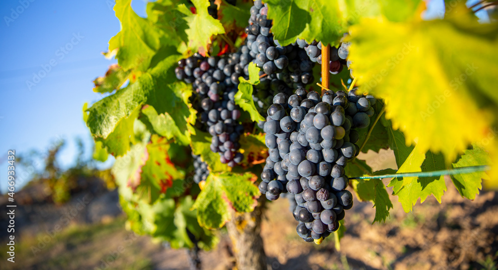 Grappe de raisin noir ou pourpre dans les vignes en France.