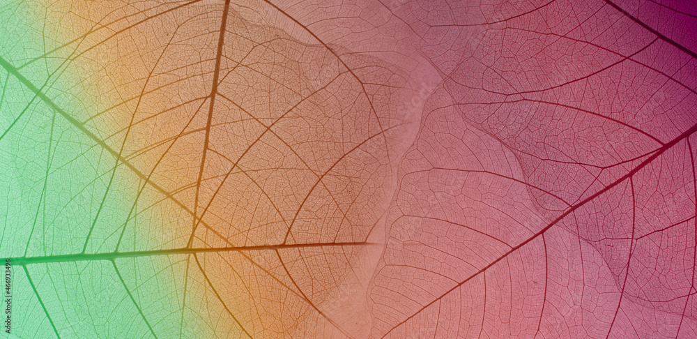 Close-up of a leaf. skeleton leaf leaves with a transparent shape .the leaves look abstract from nature and have a pattern at seamless background .beautiful colors for text and advertising Close-up of a leaf. skeleton leaf leaves with a transparent shape .the leaves look abstract from nature and have a pattern at seamless background .beautiful colors for text and advertising