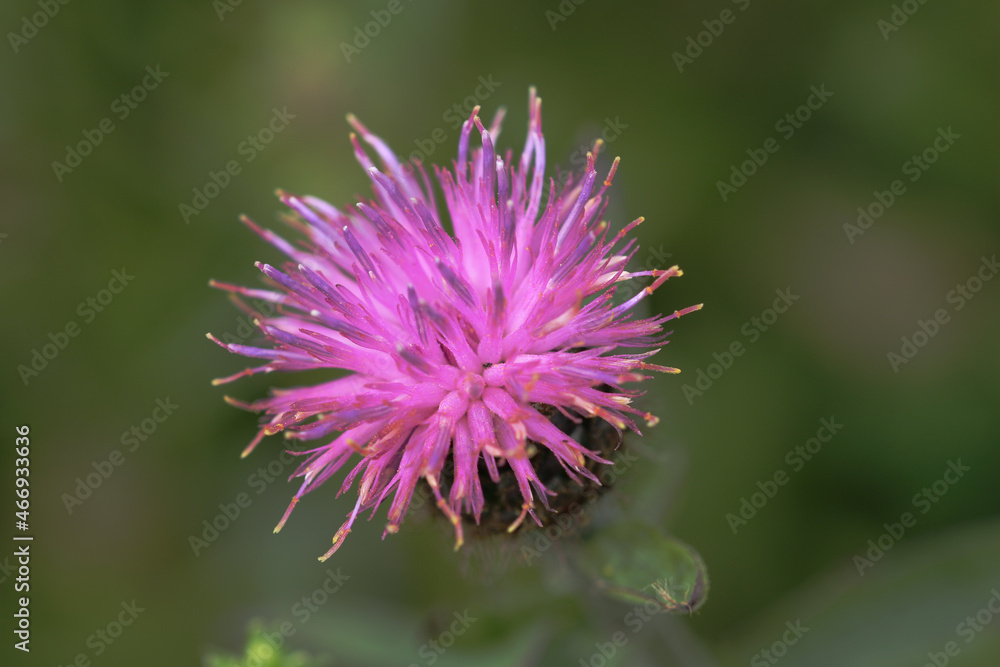 Pink knapweed flower in close up Pink knapweed flower in close up
