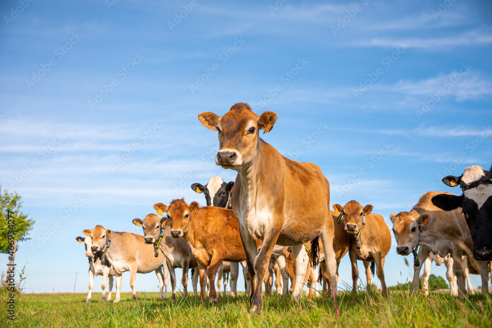 Jeune vache au champ dans la campagne au printemps.