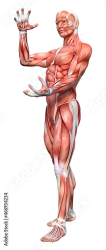 3D Rendering Male Anatomy Figure on White