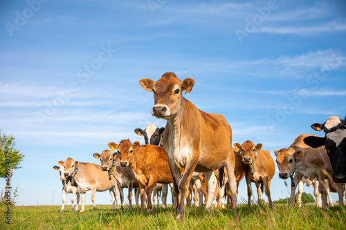 Jeune vache au champ dans la campagne au printemps.