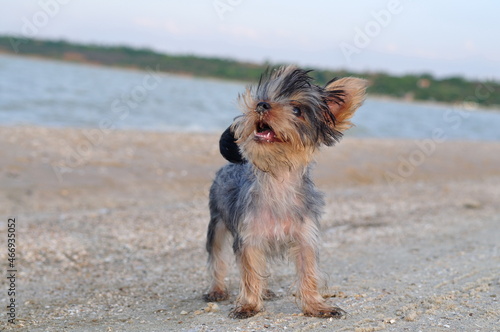 yorkshire terrier dog playing on a beach