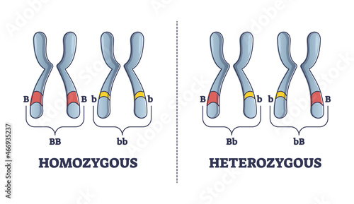 Heterozygous vs homozygous parent gene differences comparison outline diagram. Labeled educational individuals carrying two identical alleles inheritance to mutated chromosomes vector illustration. photo