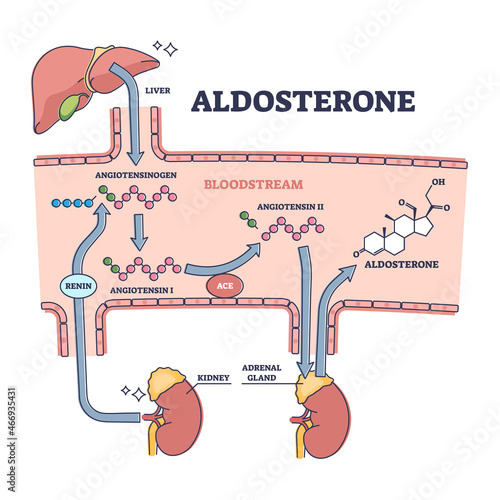 Aldosterone mineralocorticoid steroid hormone release process outline diagram. Labeled educational scheme with anatomical angiotensinogen, angotensin and aldosterone interaction vector illustration. photo