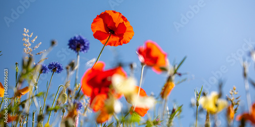 Fleurs des champs au printemps, coquelicot et pâquerette au soleil.