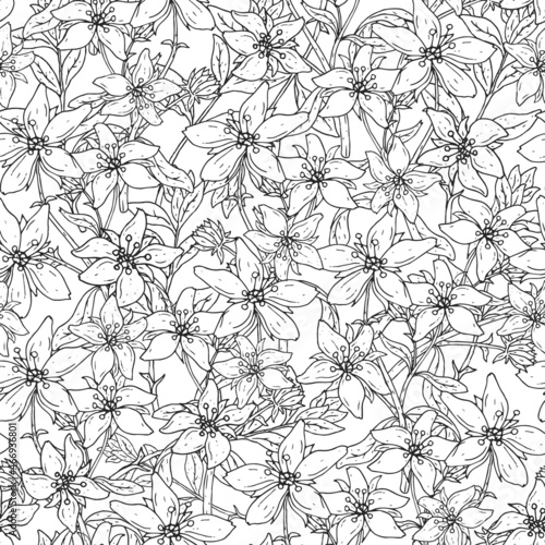 Wallpaper Mural Seamless pattern with St. John s wort medical botanical blossom plant. hand drawn vector black and white texture in white background. Torontodigital.ca