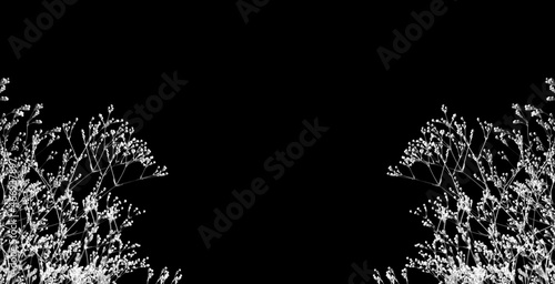 Small white flowers of gypsophila on black background