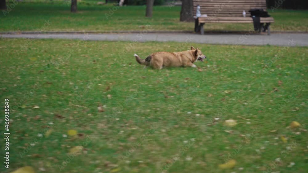 Cute Welsh corgi dog walking grass in park, purebred pet playing outdoor, animal Cute Welsh corgi dog walking grass in park, purebred pet playing outdoor, animal