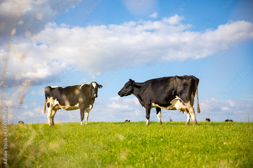 Troupeau de vaches laitières en campagne les pieds dans l'herbe.