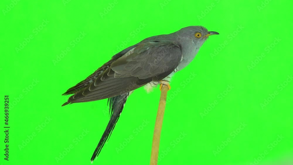 common cuckoo (cuculus canorus) sits on a branch in profile on a green screen. studio common cuckoo (cuculus canorus) sits on a branch in profile on a green screen. studio