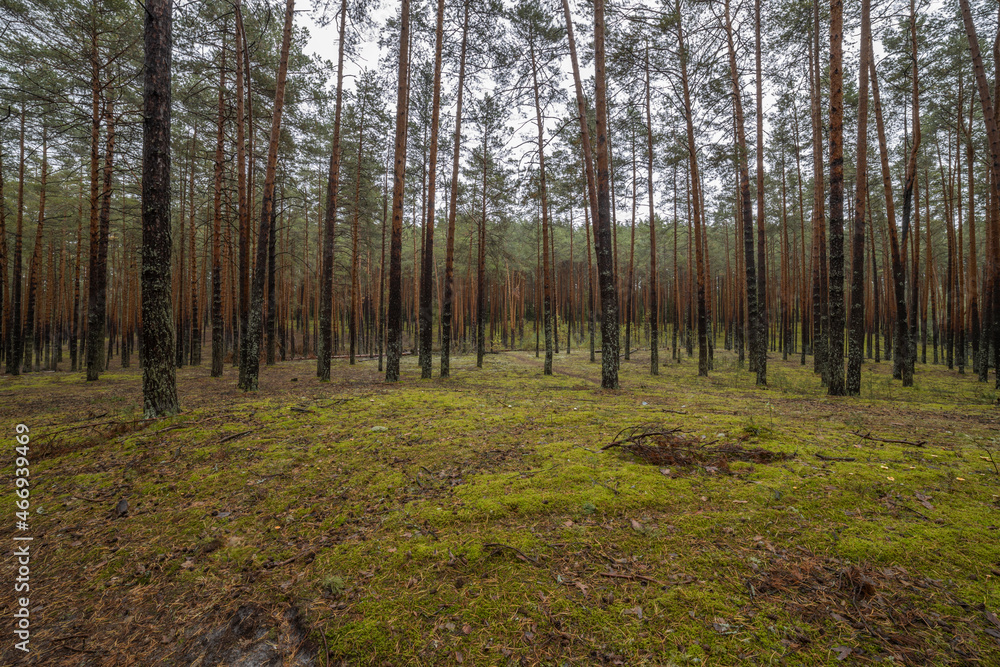 Landscape in a pine forest in autumn, Moss in the foreground. Pine forest overgrown with moss and mushrooms in rainy weather. Landscape in a pine forest in autumn, Moss in the foreground. Pine forest overgrown with moss and mushrooms in rainy weather.