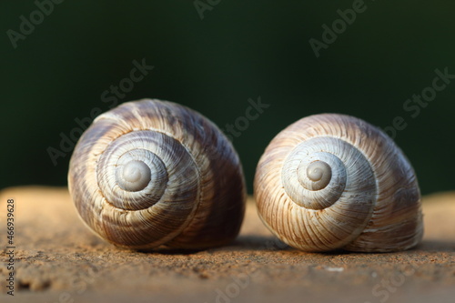 two emtpy snail shells on rock
