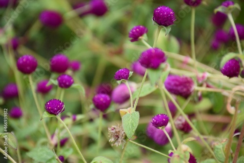 Flowers in the park close-up 