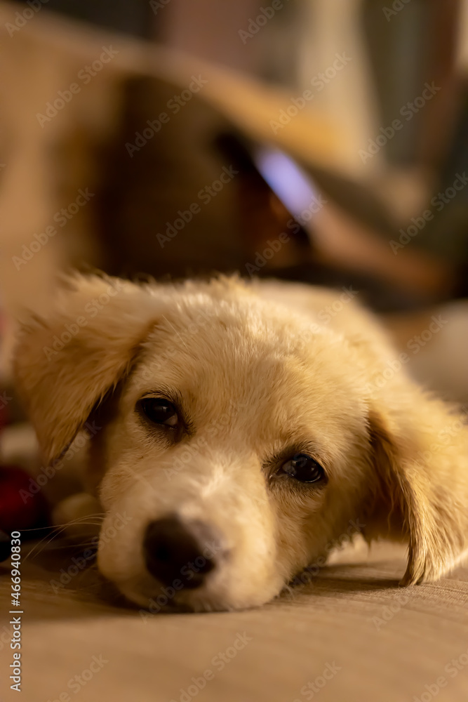 puppy on the couch puppy on the couch