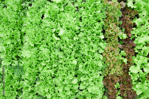 Top view. Growing green and red leaf lettuce in a garden bed. Background for gardening with salad plants in the open ground. High quality photo