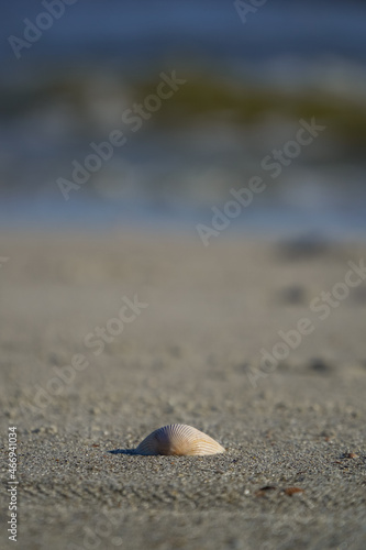 Seashell at the seashore 