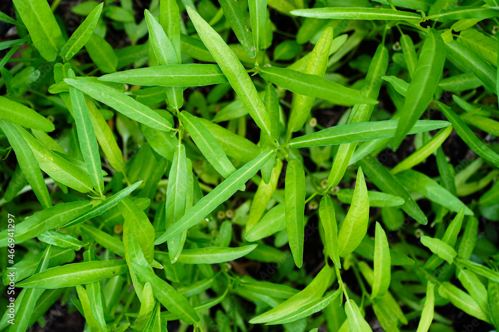 Fresh morning glory top view with copy space, Vegetable Fresh morning glory top view with copy space, Vegetable