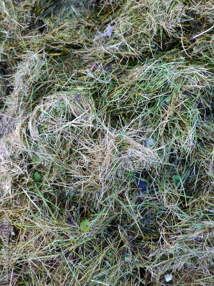 Cut dry grass scattered on the ground Cut dry grass scattered on the ground