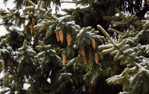 Spruce cones on snowy fir tree