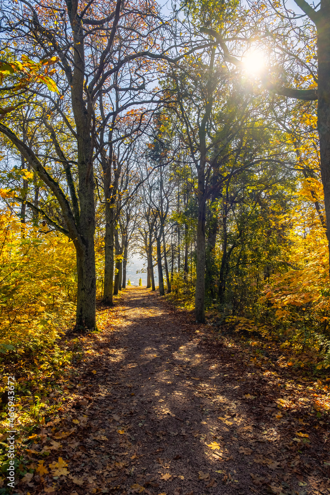 View along a forest path in Rheinhessen / Germany in autumn with backlight 