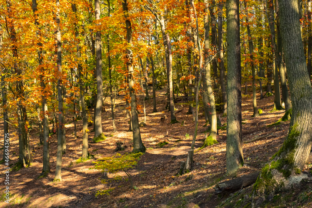 View into an autumn forest in Rheinhessen / Germany in sunshine View into an autumn forest in Rheinhessen / Germany in sunshine