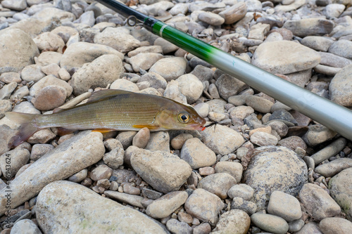 The fish lies on the pebbles next to the fishing rod. Grayling, close-up. Fishing.