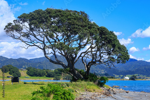 A pohutukawa tree growing on the shore at Raukore in the eastern Bay of Plenty, New Zealand. In the background is the historic Anglican Church of Raukokore photo