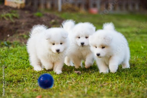 Fluffy white Samoyed puppies dogs are playing with a ball