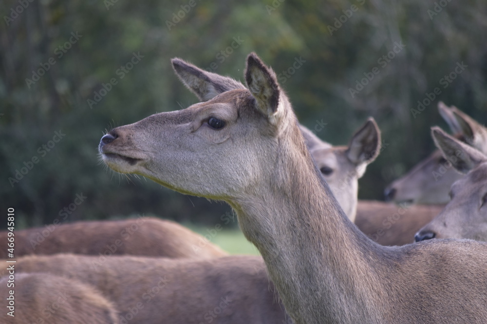Female red deer in a deer park
