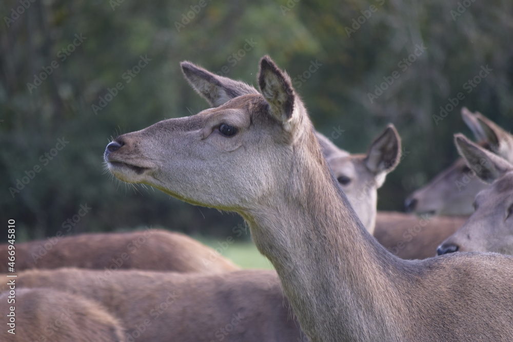 Female red deer in a deer park Female red deer in a deer park