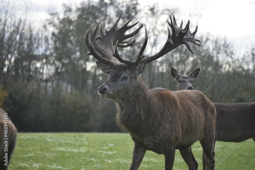 Red deer stag in a deer park © Imy