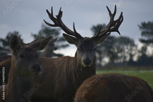 Red deer stag in a deer park