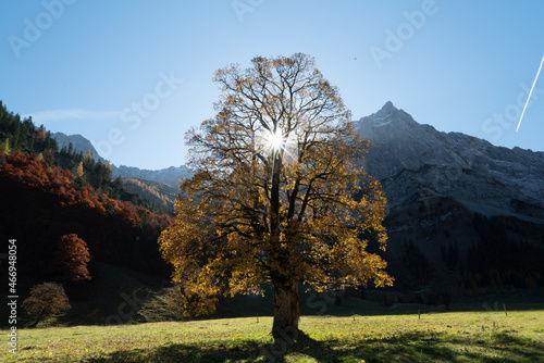 Fototapeta Naklejka Na Ścianę i Meble -  Großer Ahornboden im Herbst: Herbstlaub an uralten Ahornbäumen mit rot gelber Färbung im Gegenlicht der tiefstehenden Oktobersonne