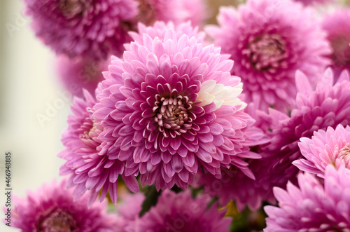 Beautiful pink asters background in autumn