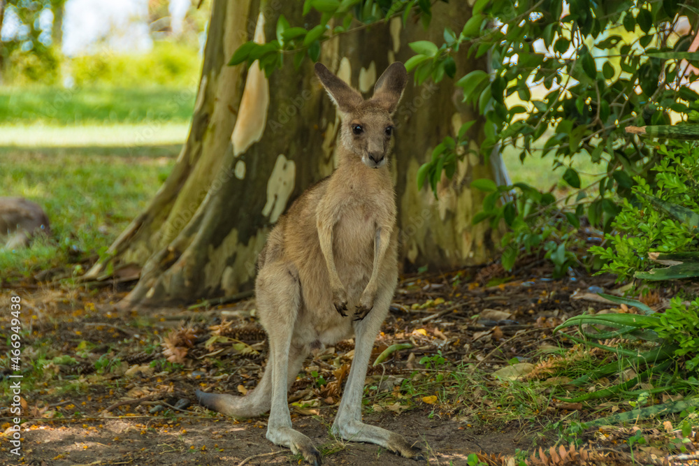 Kangaroos In the Wild in Goodna, Queensland Australia, Near abandoned buildings under tree
Kangaroos In the Wild in Goodna, Queensland Australia, Near abandoned buildings under tree