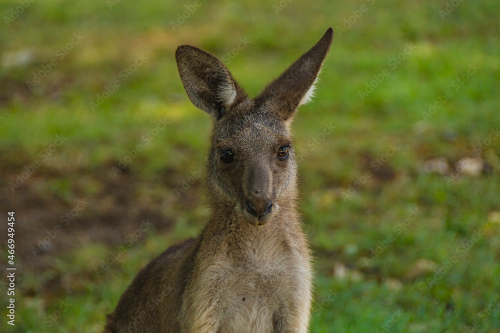 Kangaroos In the Wild in Goodna, Queensland Australia, Near abandoned buildings under tree
