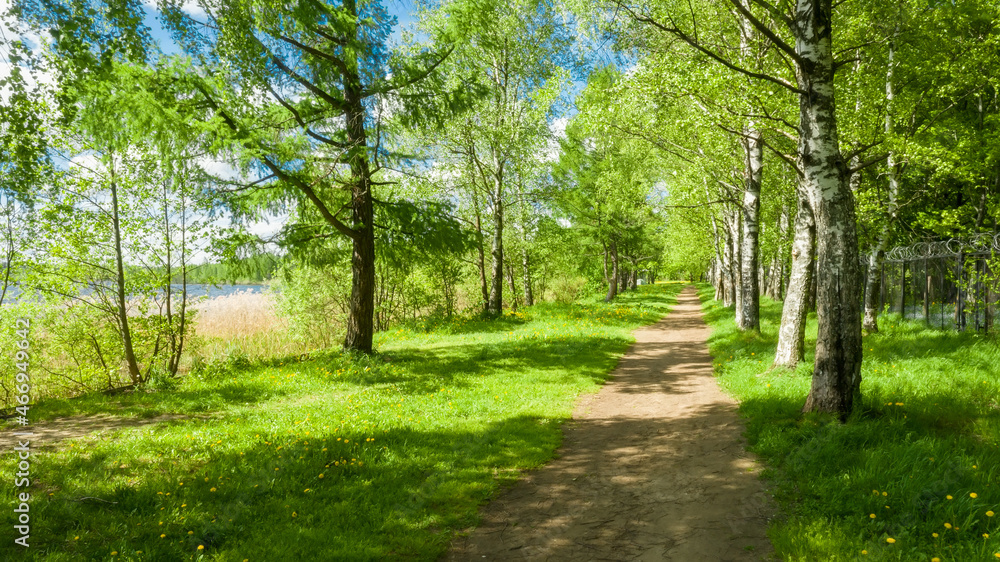 A path for walking along a birch alley along the lake A path for walking along a birch alley along the lake