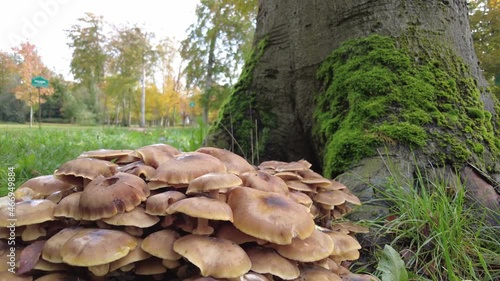 Honey mushrooms (Armillaria mellea) in the park of Brussels, Belgium.
