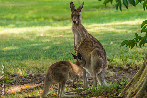 Kangaroos In the Wild in Goodna, Queensland Australia, Near abandoned buildings under tree 