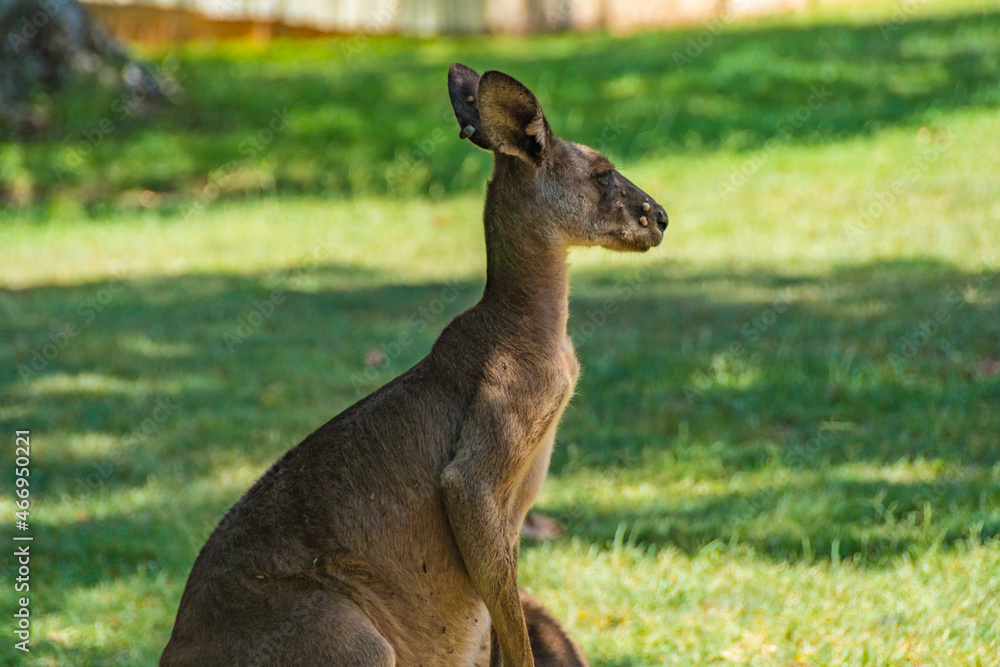 Kangaroos In the Wild in Goodna, Queensland Australia, Near abandoned buildings under tree
Kangaroos In the Wild in Goodna, Queensland Australia, Near abandoned buildings under tree