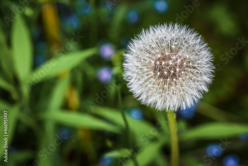 White dandelion on a dark background