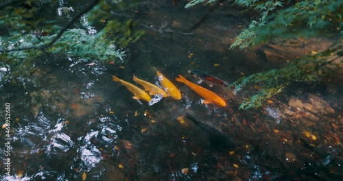紅葉と池と鯉