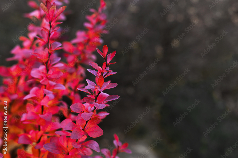Colorful barberry on dark autumn background . Front view. Colorful barberry on dark autumn background . Front view.