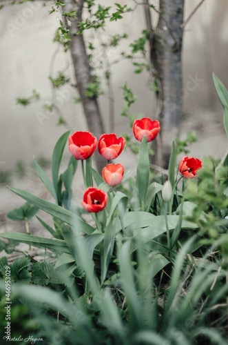 Flowers tulip