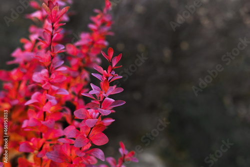 Colorful barberry on dark autumn background . Front view.