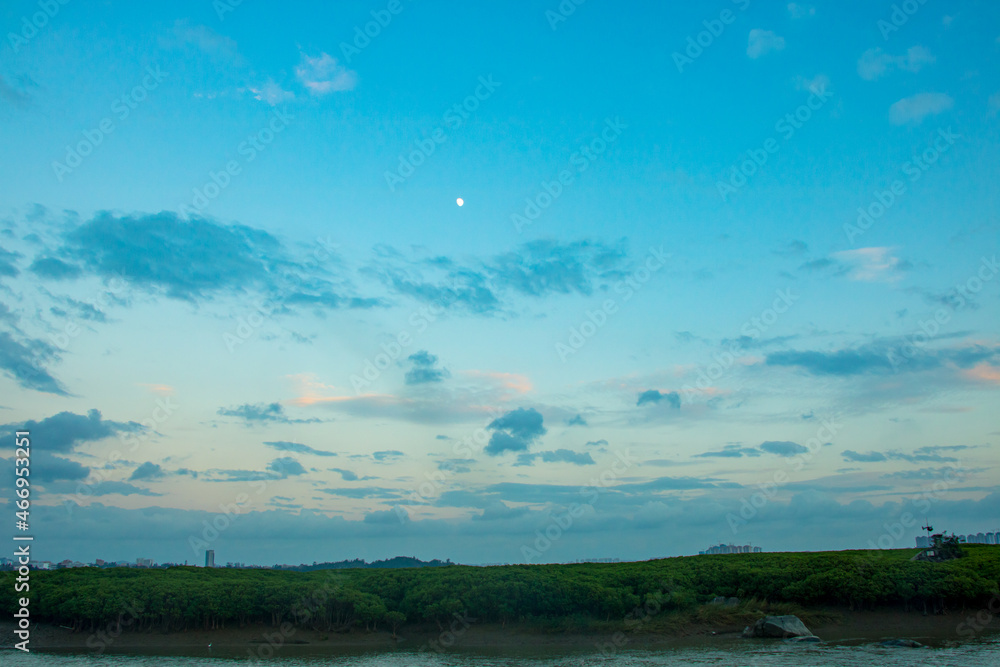 birds flying over the field