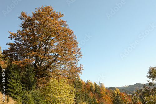 Picturesque view of beautiful mountain forest on sunny day in autumn
