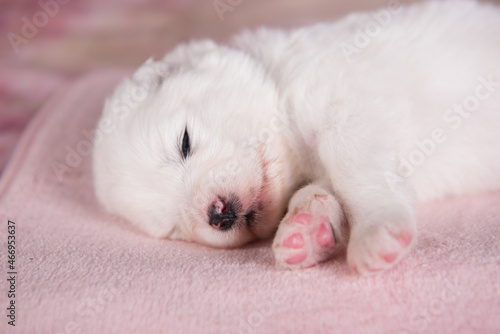 White fluffy small Samoyed puppy dog two weeks age