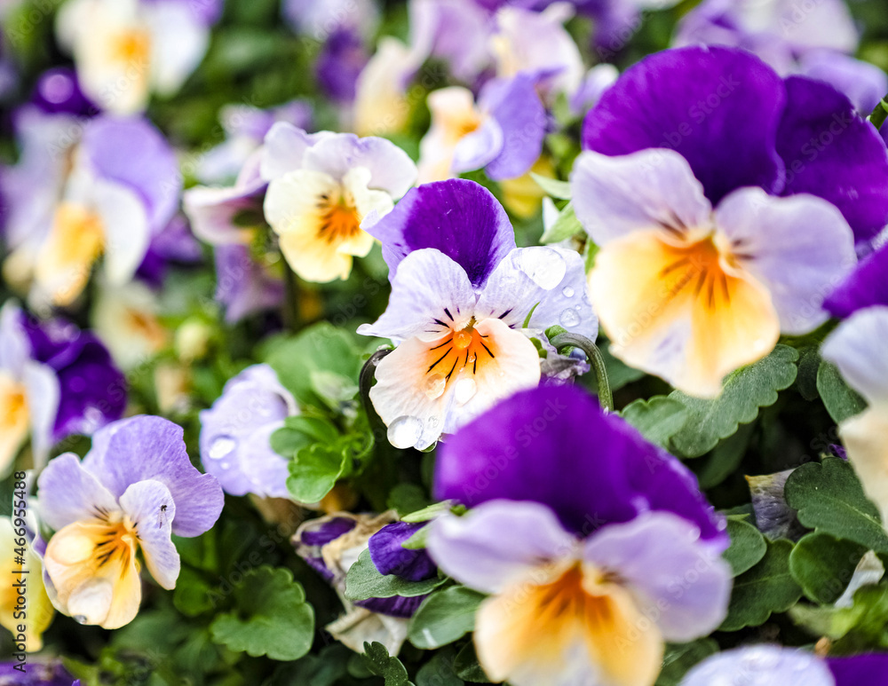 flowers flowers
